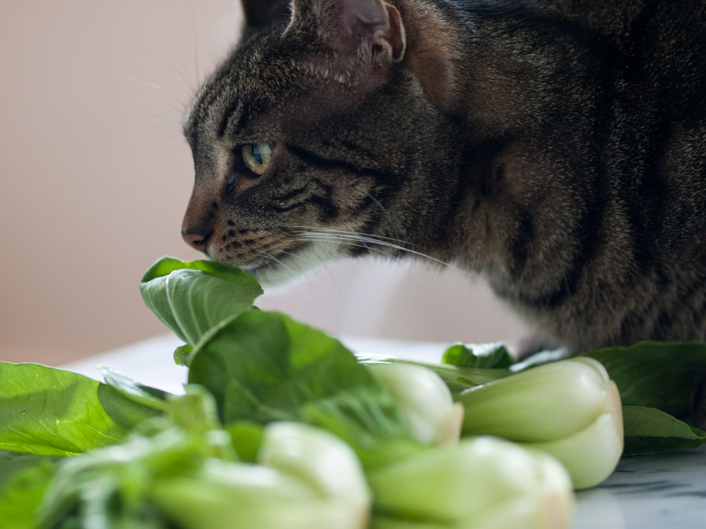Mica and baby bok choy